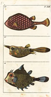 Encyclopedia Gallery: Trunkfish and longhorn cowfish