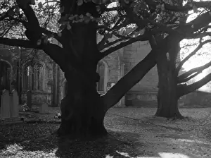 Retford Prints: The trunks of ancient beech trees in Walesby churchyard, near Retford, Nottinghamshire