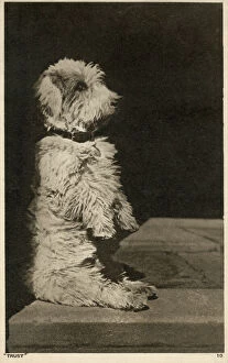 1940s Gallery: Trust - A Glen of Imaal Terrier demonstrating the Glen Sit. Date: 1942