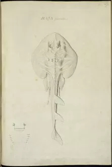 Elasmobranch Collection: Trygonorhina fasciata, southern fiddler ray