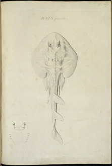 Elasmobranch Collection: Trygonorhina fasciata, southern fiddler ray