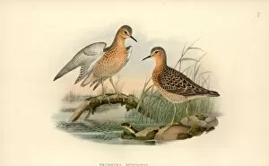 Tryngites subruficollis, buff-breasted sandpiper