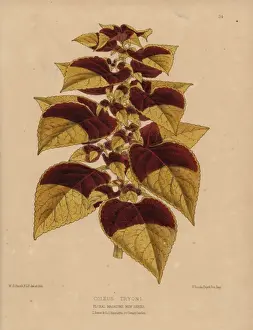 Honywood Prints: Tryons coleus, Coleus Tryoni with golden