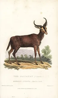 Landseer Collection: Tsessebe or sassaby antelope, Damaliscus lunatus
