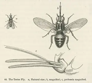 Equatorial Prints: Tsetse Fly