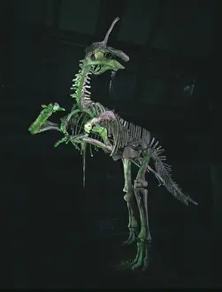 Tsintaosaurus