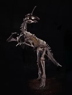 Hadrosaurid Collection: Tsintaosaurus