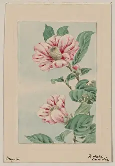 Tsubaki camelia i. e. camellia
