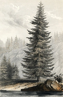Abies Collection: Tsuga Mortensiana