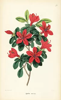 Lindley Collection: Tsutsuji, Rhododendron indicum