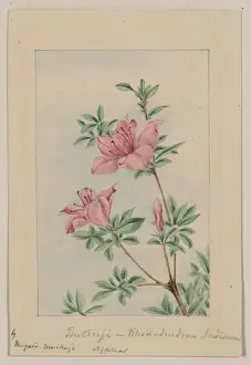 Azalea Prints: Tsutsuji rhododendron Judicum - azalea