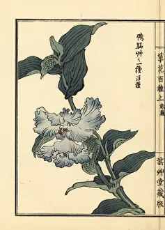 Gardenflower Prints: Tsuyukusa or Asiatic dayflower, Commelina communis