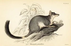 Marsupiata Prints: Tuan or common wambenger, Phascogale tapoatafa