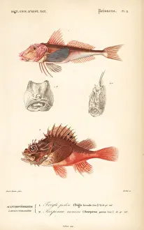 Dorbigny Prints: Tub gurnard and black scorpion-fish