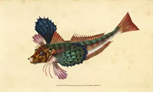 Hirundo Prints: Tub gurnard, Chelidonichthys lucerna