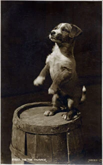 Russell Gallery: The Tub Thumper - a small Jack Russell terrier puppy rears up expectantly on hind legs