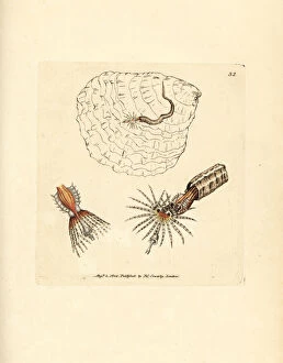 Annelid Gallery: Tube-building annelid fanworm, Spirobranchus triqueter