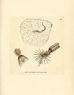 Tube-building annelid fanworm, Spirobranchus triqueter