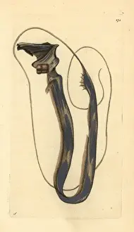 Tube-eye or threadtail, Stylephorus chordatus