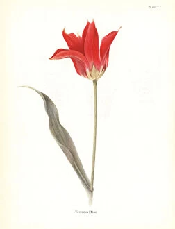 Elsie Gallery: Tubergens tulip, Tulipa ingens. Tubergen s