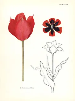 Katherine Gallery: Tubergens tulip, Tulipa tubergeniana