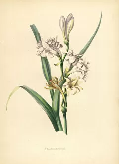 Tuberose, Polianthus tuberosa