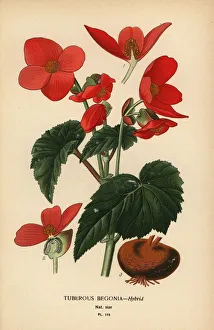Begonia Gallery: Tuberous begonia hybrid