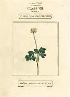 Tuberous moschatel, Adoxa moschatellina