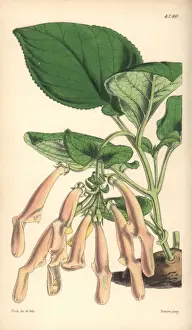 Tuberous Prints: Tuberous rooted gesneria brick-coloured variety