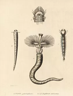 Thierreiches Collection: Tubeworm and fanworm