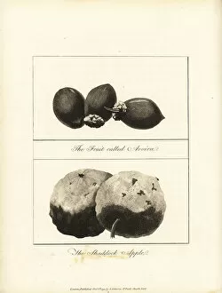 Narrative Collection: Tucuma and pomelo fruit