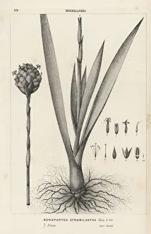 Airplant Gallery: Tufted airplant, Guzmania strobilantha
