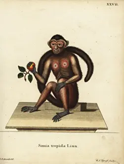 Simia Prints: Tufted capuchin monkey, Sapajus apella