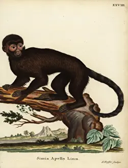 Tufted capuchin monkey, Sapajus apella