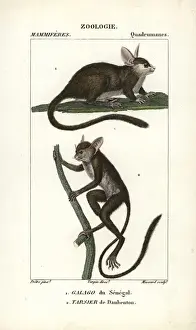 Tufted capuchin, Sapajus apella, and squirrel