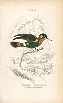 Ornatus Prints: Tufted coquette, Lophornis ornatus, female