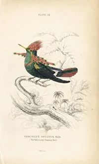 Tufted coquette, Lophornis ornatus, male
