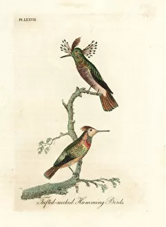 Latham Collection: Tufted coquettes, Lophornis ornatus