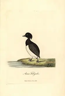 Aythya Prints: Tufted duck, Aythya fuligula