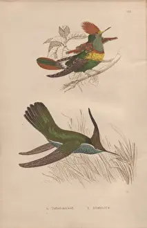 Necked Prints: Tufted-necked hummingbird, Trochilus ornatus