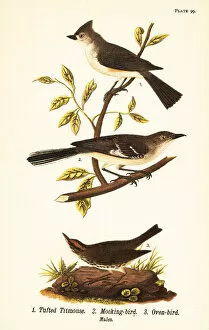 Ehret Collection: Tufted titmouse, northern mockingbird and ovenbird