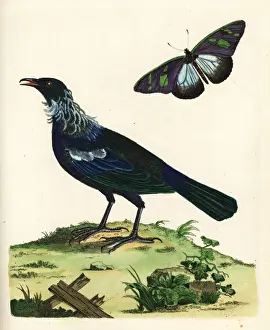 Tui, Prosthemadera novaeseelandiae, and butterfly