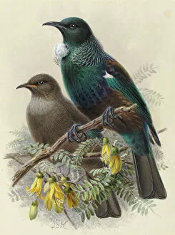 Passeriformes Collection: Tui (young and adult)