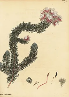 Henry Andrews Prints: Tulbagh spiderhead, Serruria triternata