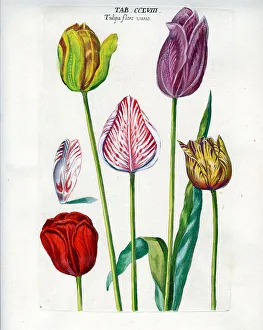 Tulip Prints: Tulip