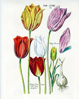 Tulip