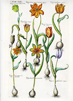 Tulip