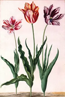 Flowering Gallery: Tulip Botanical Date: 1652