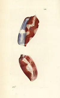 Tulip Gallery: Tulip cone, Conus tulipa