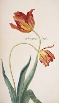 Tulip Prints: Tulip cultivar, tulip